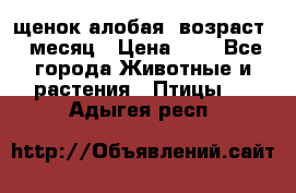 щенок алобая .возраст 1 месяц › Цена ­ 7 - Все города Животные и растения » Птицы   . Адыгея респ.